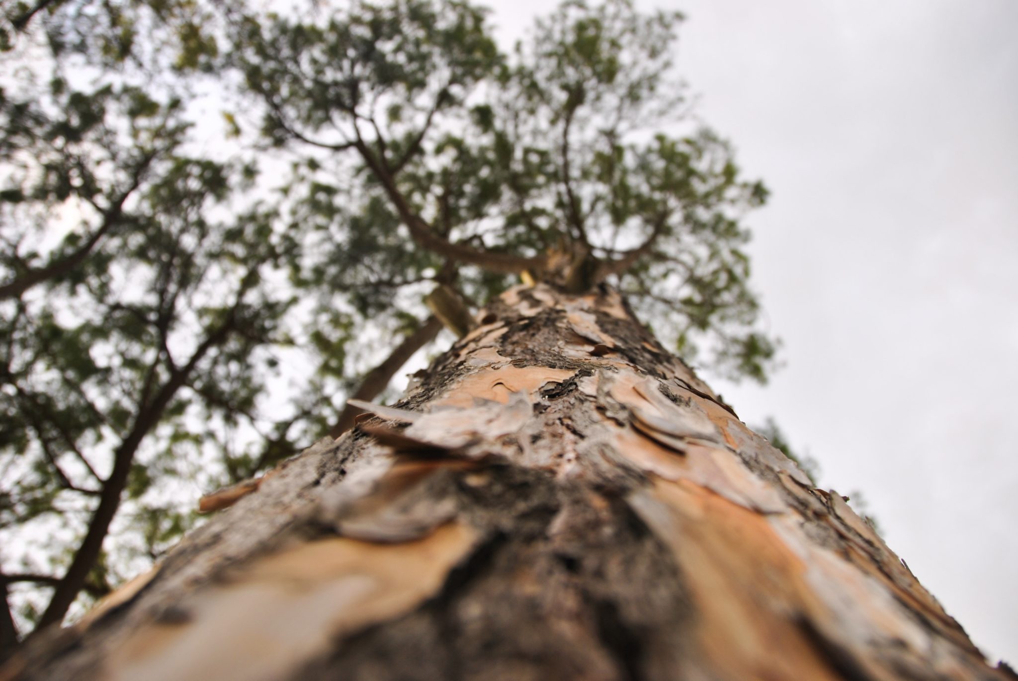 large tree